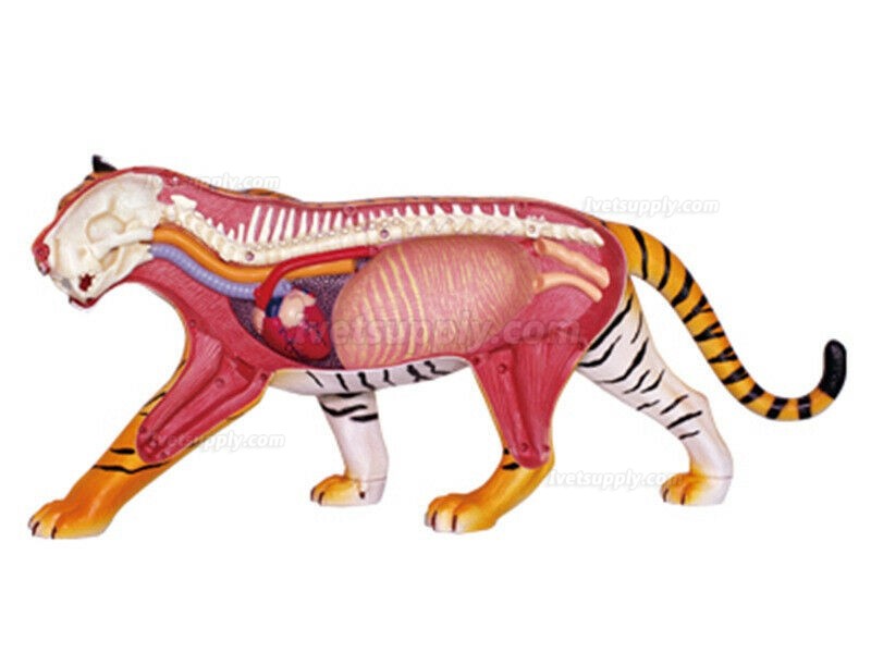 Tiger Anatomy Science And Education Assembled Model Teaching Model